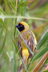 The southern masked weaver or African masked weaver (Ploceus velatus) sitting insite the reed with green background.
