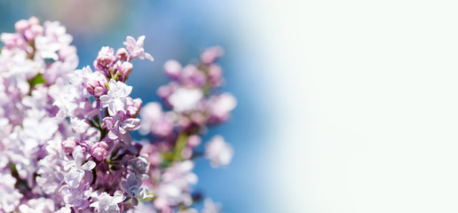 Blossoming Syringa vulgaris lilacs bush. Beautiful springtime floral background with bunch of violet purple flowers. lilac blooming plants background. soft focus photo. copy space