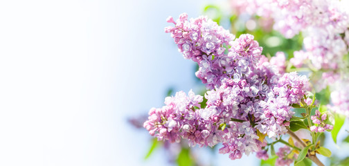 Blossoming Syringa vulgaris lilacs bush. Beautiful springtime floral background with bunch of violet purple flowers. lilac blooming plants background. soft focus photo. copy space