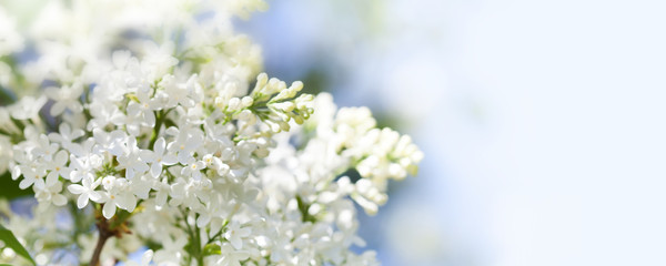 Beautiful spring time floral background with blossoming common Syringa vulgaris lilacs bush white cultivar. Springtime landscape with bunch of tender flowers. lily-white blooming plants, copy space
