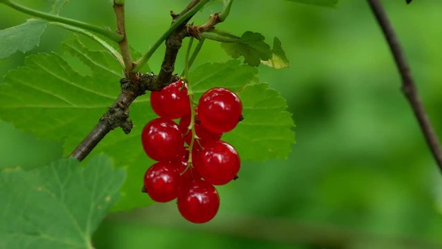 Red Ribes rubrum berries Redcurrant 4k