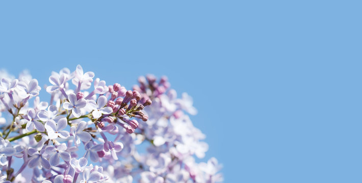 Blossoming Syringa vulgaris lilacs bush. Beautiful springtime floral background with bunch of violet purple flowers. lilac blooming plants on bblue sky background. soft focus photo. copy space
