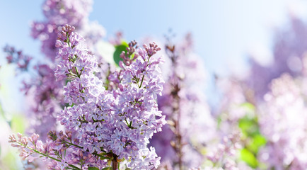 Blossoming Syringa lilac bush. Springtime landscape with bunch of violet flowers. lilacs blooming plants background. soft focus photo.