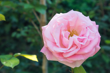 Flowering rose on a bush close-up, selective focus