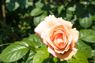 Flowering rose in the bush light of the sun close-up, selective focus