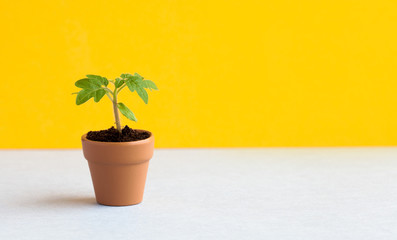 Beautiful green pepper sprout plant in brown clay pot with soil. Yellow white background, copy space.