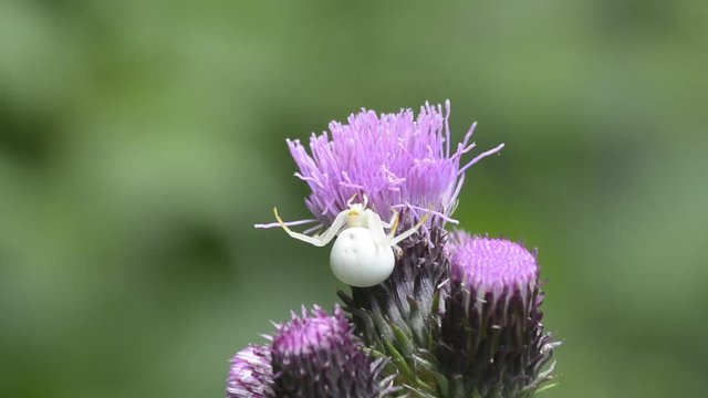 ragno su cardo selvatico