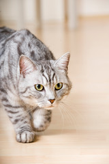 Naklejka premium Getigerte Katze schleicht sich an