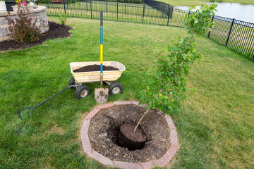 Transplanting a new young maple tree in a garden