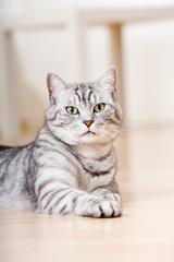 Getigerte Katze in der Wohnung