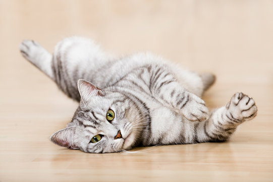Getigerte Katze liegt auf Laminatboden
