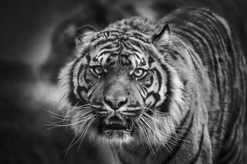 Naklejka premium Widok z przodu tygrysa patrząc i patrząc prosto przed siebie monochromatyczny obraz czarno-biały
