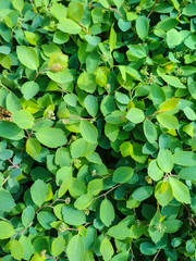 Green leaves on spring bush. Summer sunny day. Vertical photo.