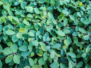 Green leaves on spring bush. Summer sunny day.