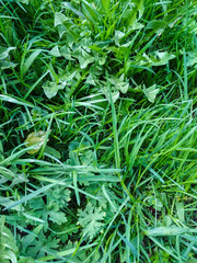 Green grass on spring sunny day. Vertical photo.