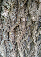 Real tree old wooden texture. Wood vertical background with brown green structure. Natural forest rustic photo. Ecological pine bark. Vertical photo.