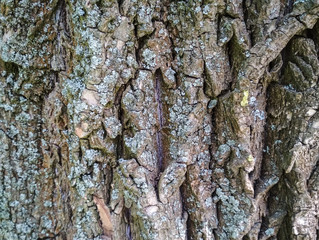 Real tree old wooden texture. Wood vertical background with brown green structure. Natural forest rustic photo. Ecological pine bark.