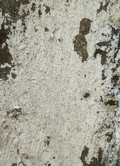 Natural tree bark. Black and white birch texture background. Vertical photo.