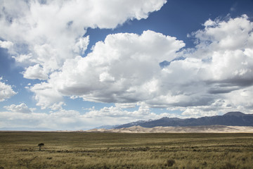 Obraz premium Giant Desert Dunes