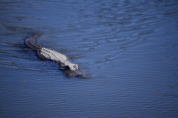 Alligator Swimming