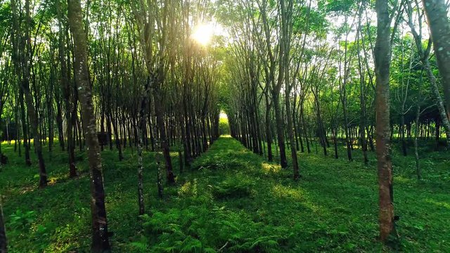 Camera moving through trees. Rubber plantation in South of Thailand