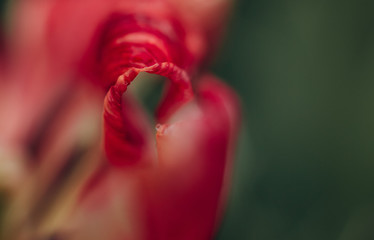 shape petal along edges macro shot