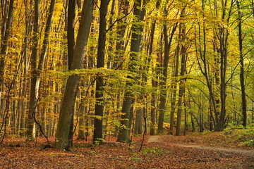 Obraz premium Autumn in the beech forest