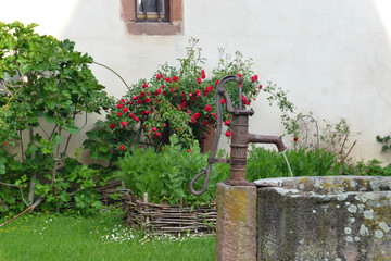 Vieille fontaine de Châtenois devant des roses rouges, Alsace, France