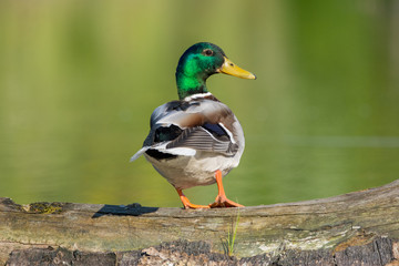 Erpel / Ente