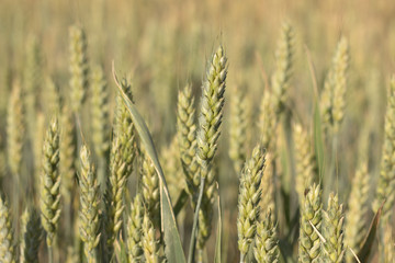 Weat field in summer time