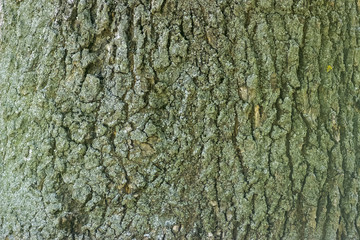 Tree bark texture