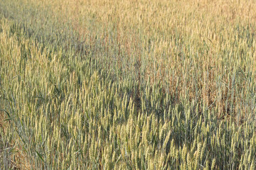 Weat field in summer time