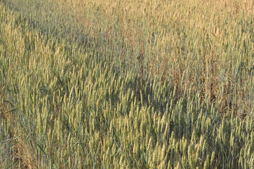 Weat field in summer time