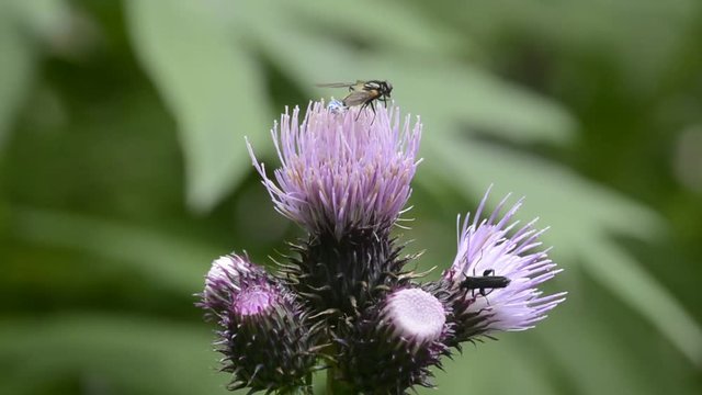 suoni del sottobosco