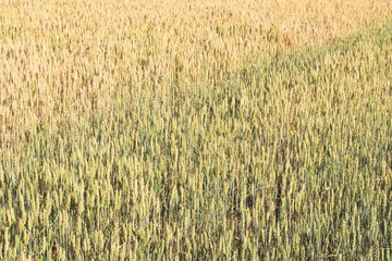 Weat field in summer time