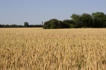 Weat field in summer time