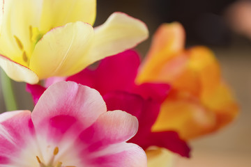 Fototapeta na wymiar Bouquet of colorful tulips close-up.
