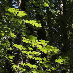Trees in a forest, Goldstream Provincial Park, Vancouver Island, British Columbia, Canada