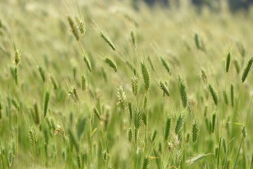 Spikelets of grass in the field