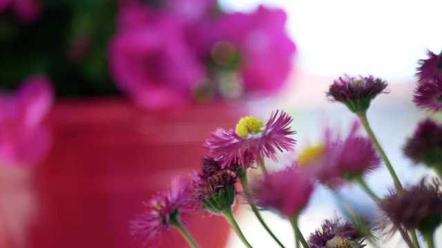 Beautiful pink flower in focus first, changing focus to the flower int he background