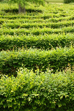 Irrgarten, h.