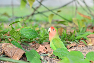 Parrots on the grass