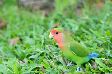 Parrots on the grass