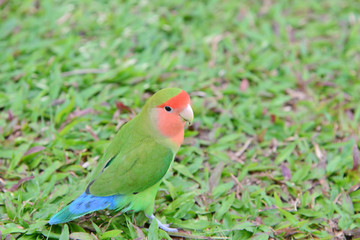 Parrots on the grass