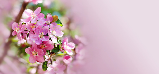 Hawaiian style floral background. Blossoming pink petals flowers close-up. Fruit tree branch on soft blurred background, sunny day light. Shallow depth of field, copy space