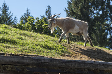 Goat on a grass roof, Old Country Market, Coombs, Vancouver Island, British Columbia, Canada