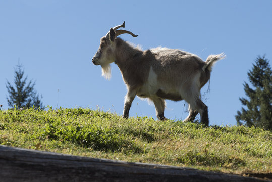 Goat on a grass roof, Old Country Market, Coombs, Vancouver Island, British Columbia, Canada