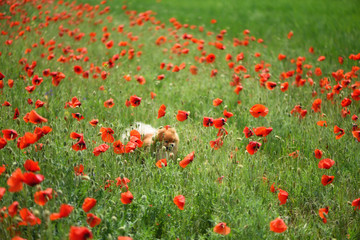 A beautiful fluffy dog makes his way through the tall flowers on the poppy field