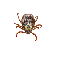 Encephalitis Virus or Lyme Disease Infected Tick Arachnid Insect Pest Isolated on White Background