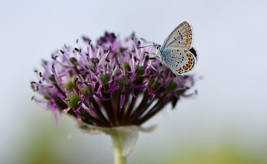 Blue butterfly sitting on a flower, close-up